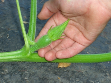 pompoenen kweken vrouwelijke bloem